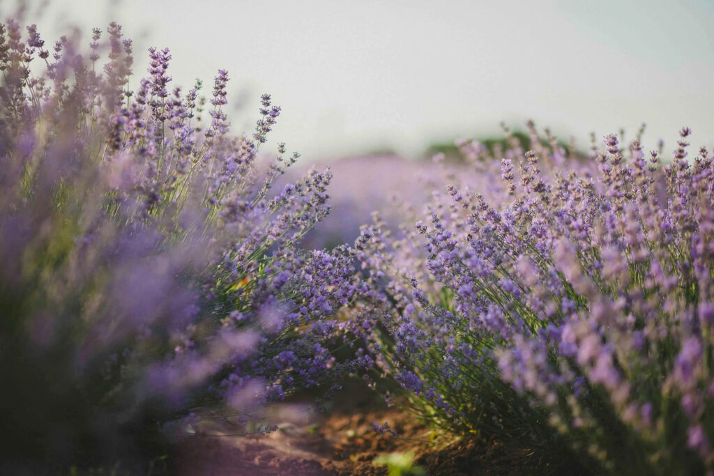 Acupuncture Can Help Relieve Spring Allergies